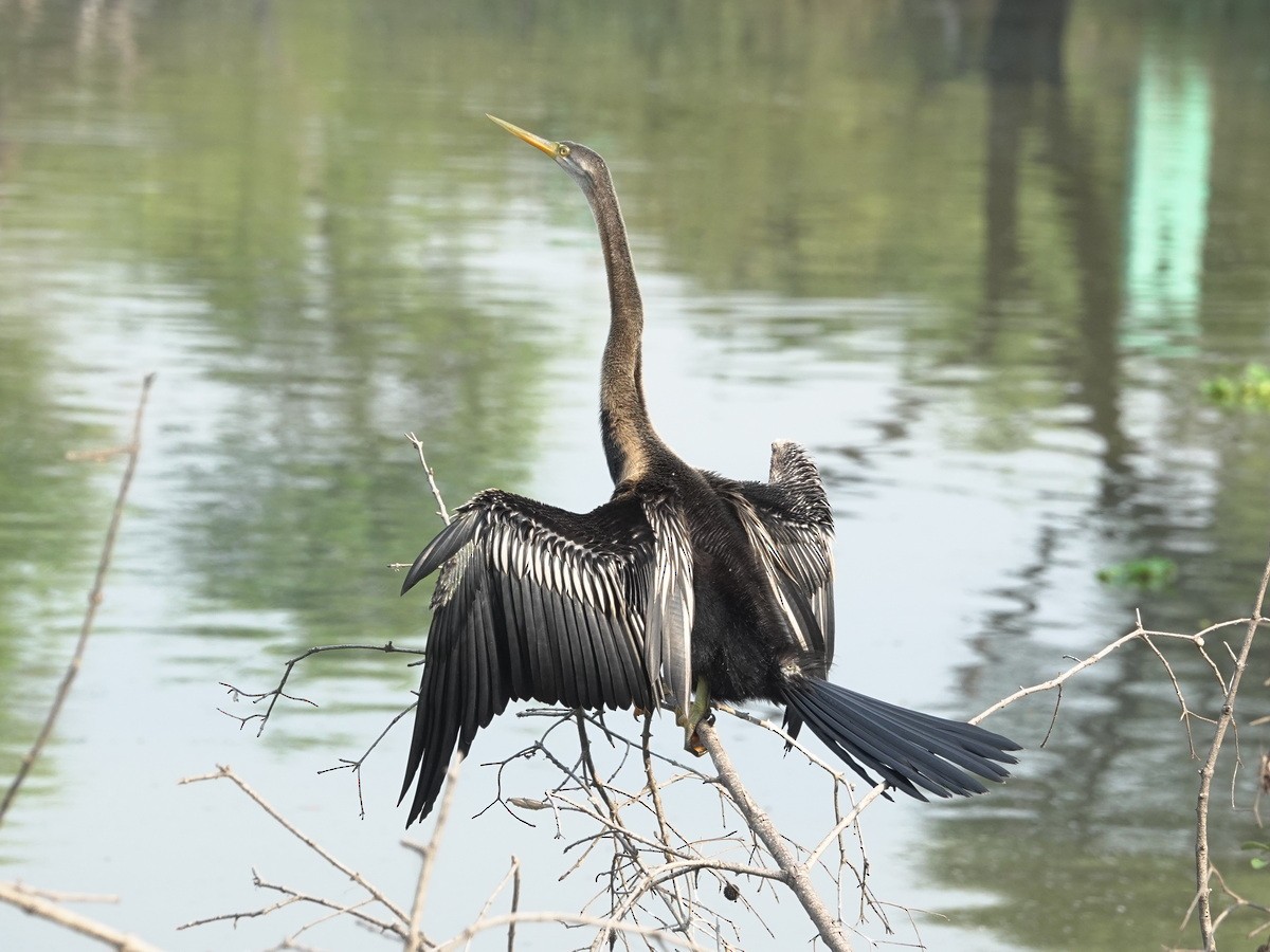 Anhinga roux - ML646857667