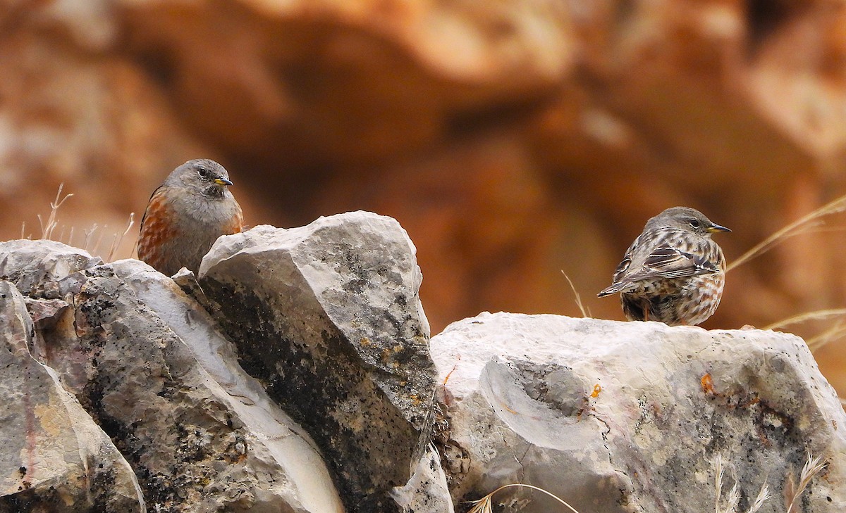 Тагийн хайруулдай - ML646857668