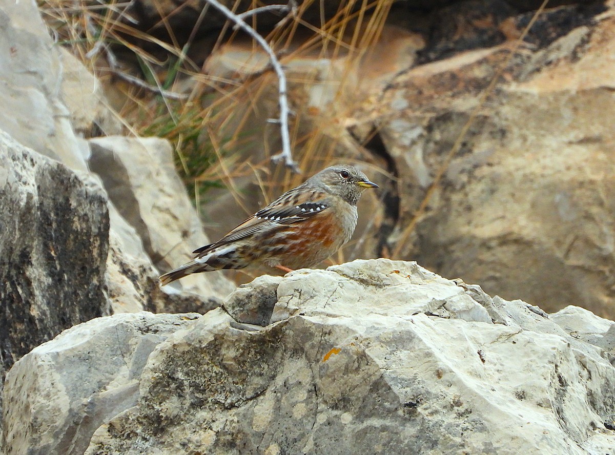 Тагийн хайруулдай - ML646857669