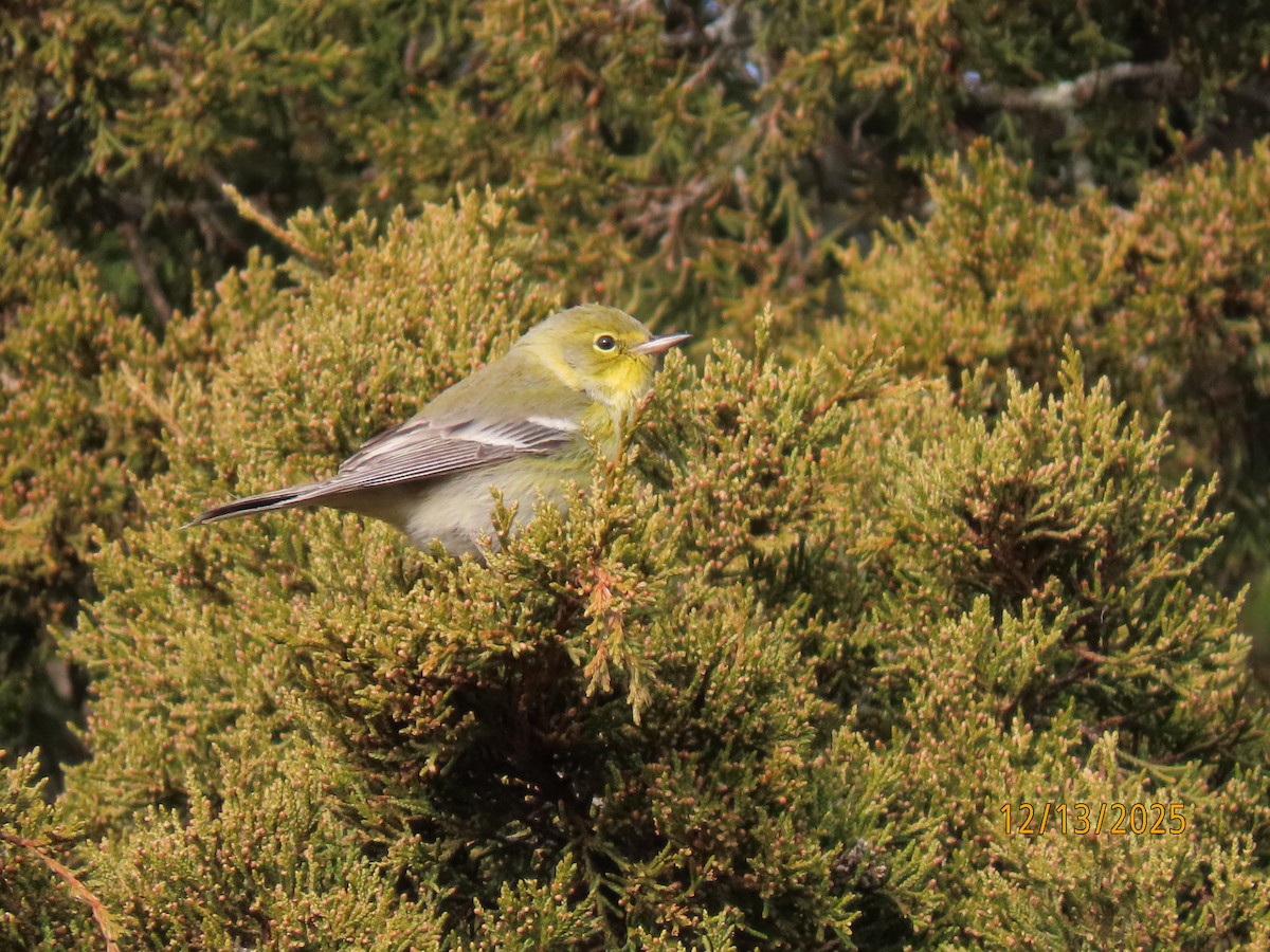 Pine Warbler - ML646857675