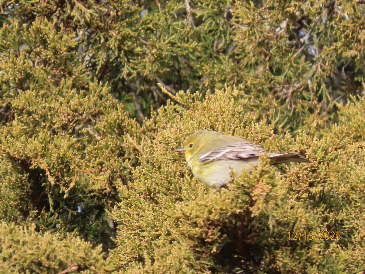 Pine Warbler - ML646857676