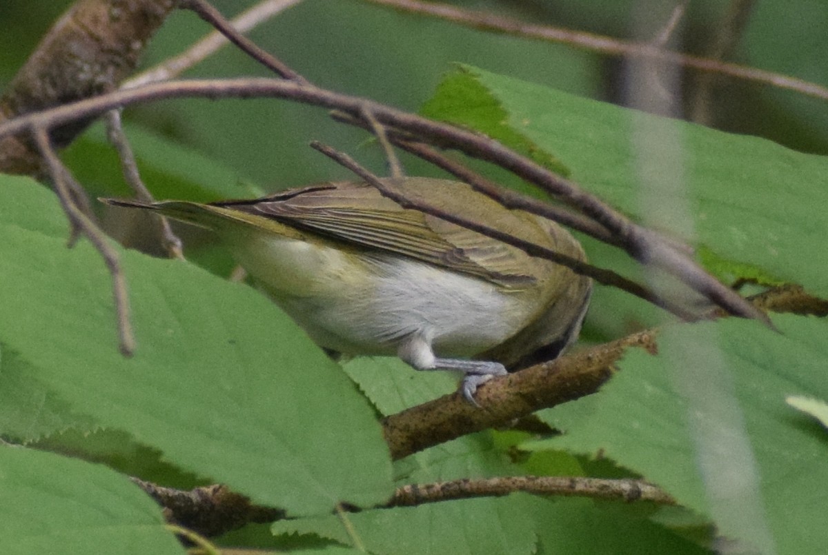 Красноглазый виреон - ML646857677