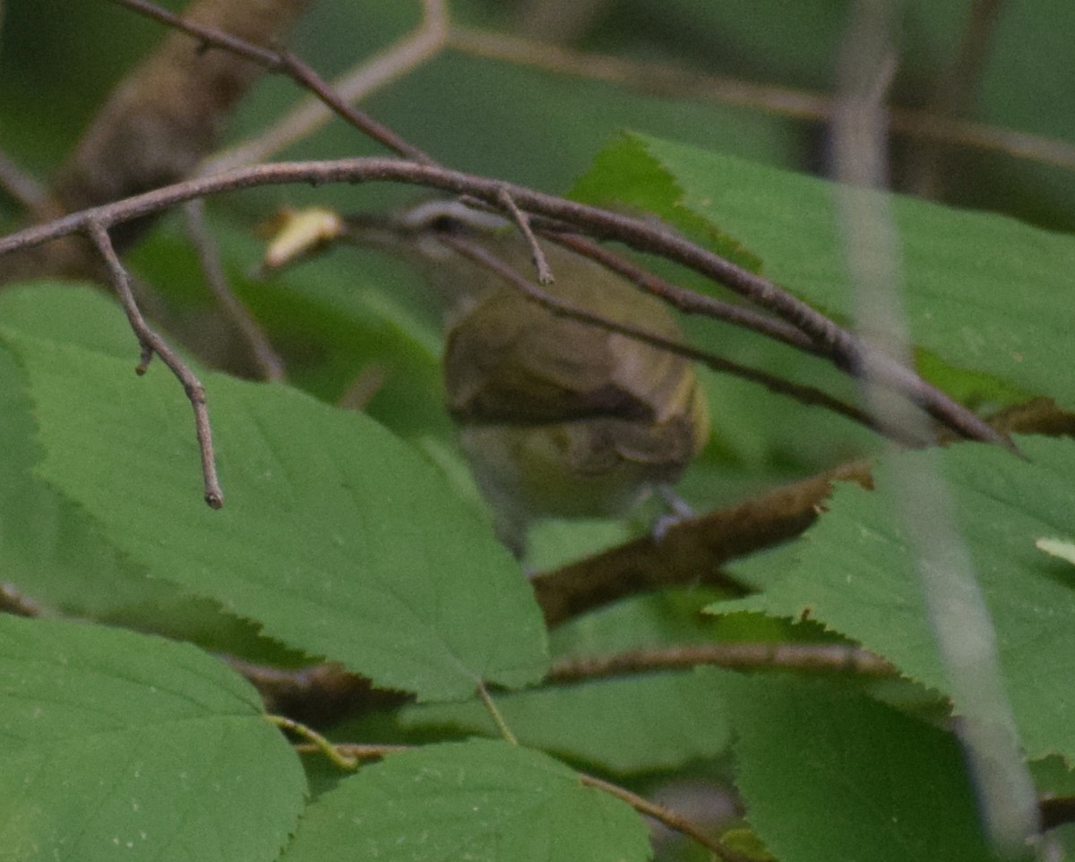 Красноглазый виреон - ML646857678