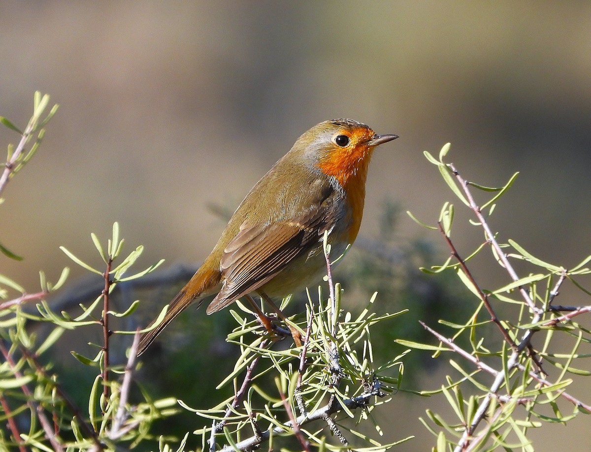 European Robin - ML646857681