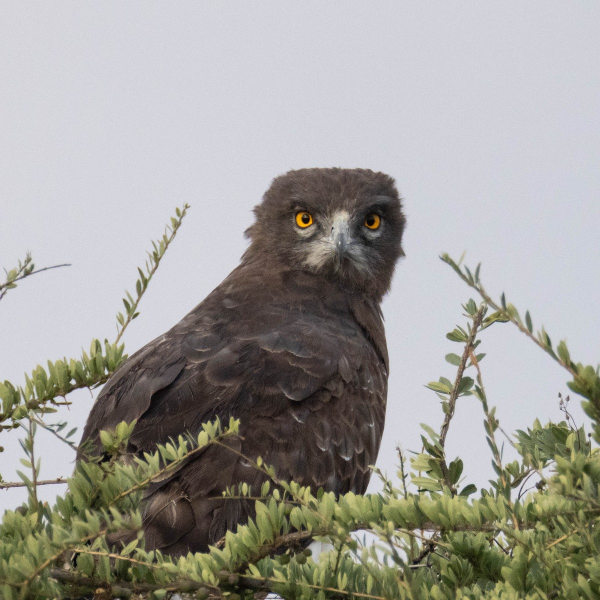 Black-chested Snake-Eagle - ML646857686