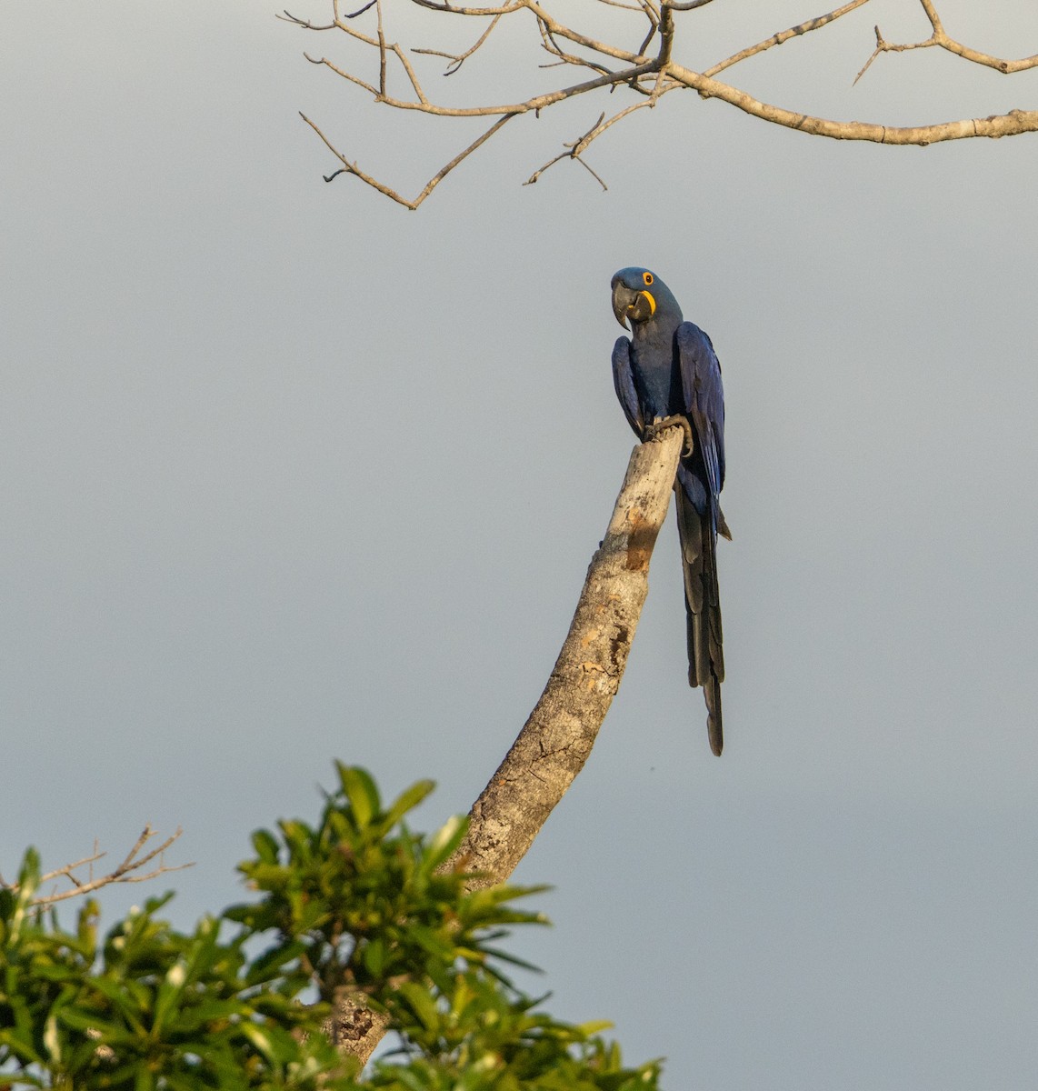 スミレコンゴウインコ - ML646857688