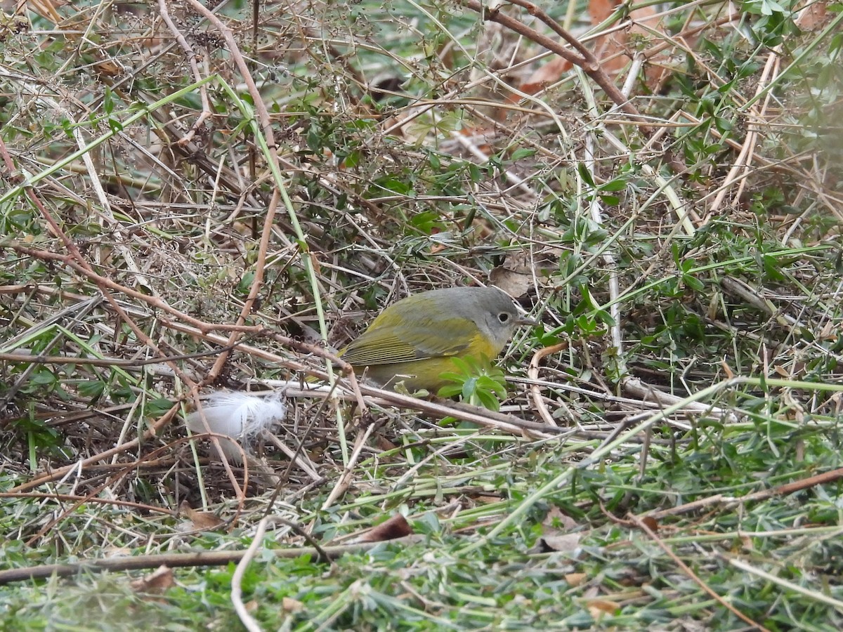 bjørkeparula - ML646857689