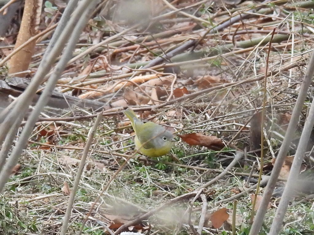 bjørkeparula - ML646857690