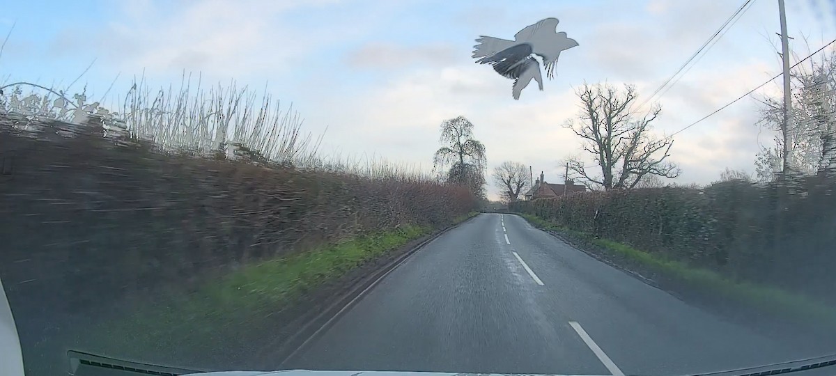 Eurasian Sparrowhawk - ML646857691