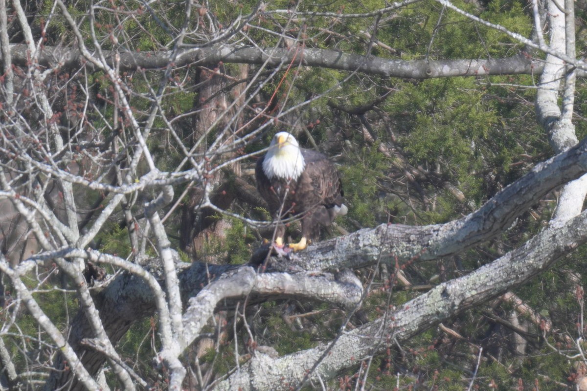 Bald Eagle - ML646857695