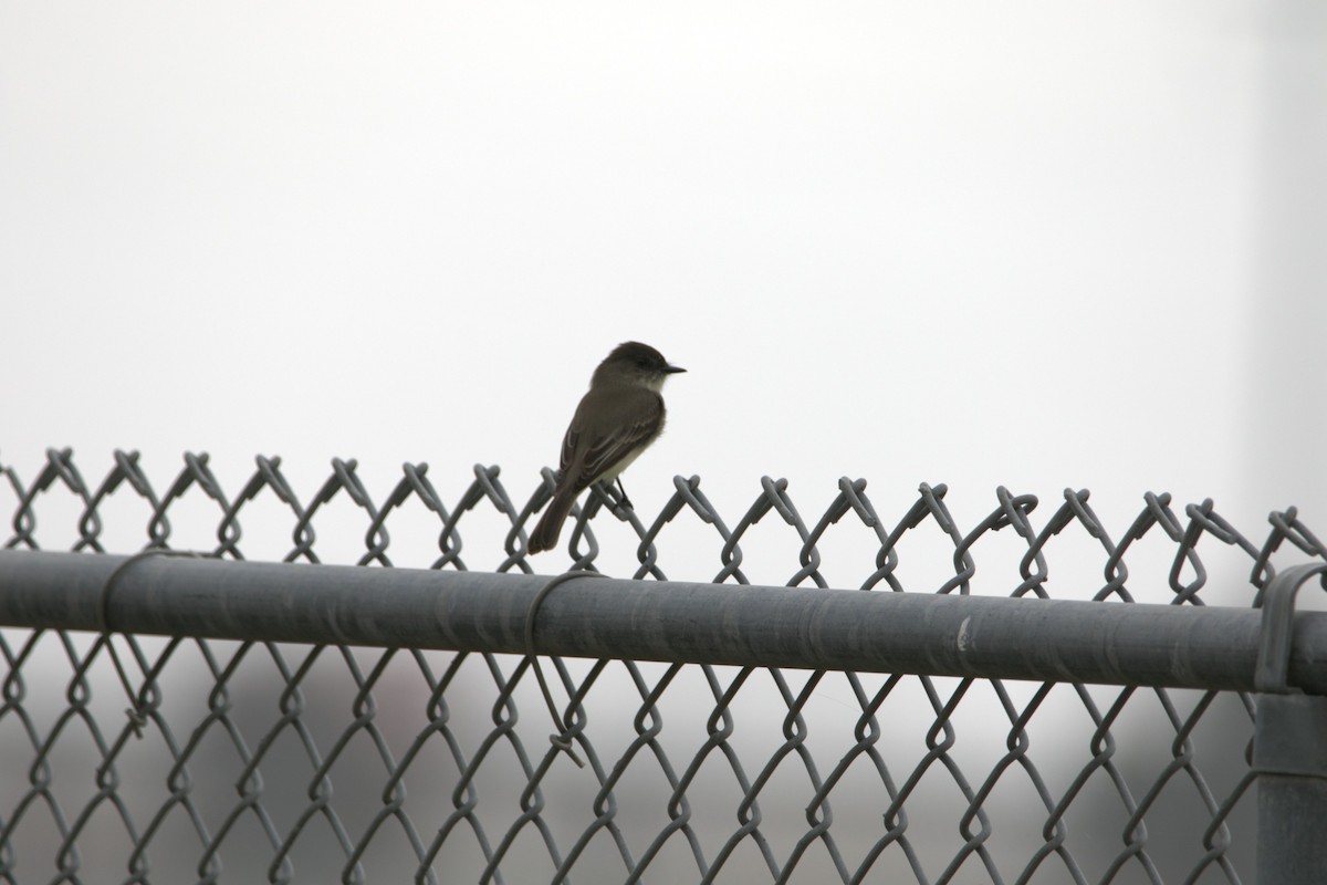 Eastern Phoebe - ML646857696