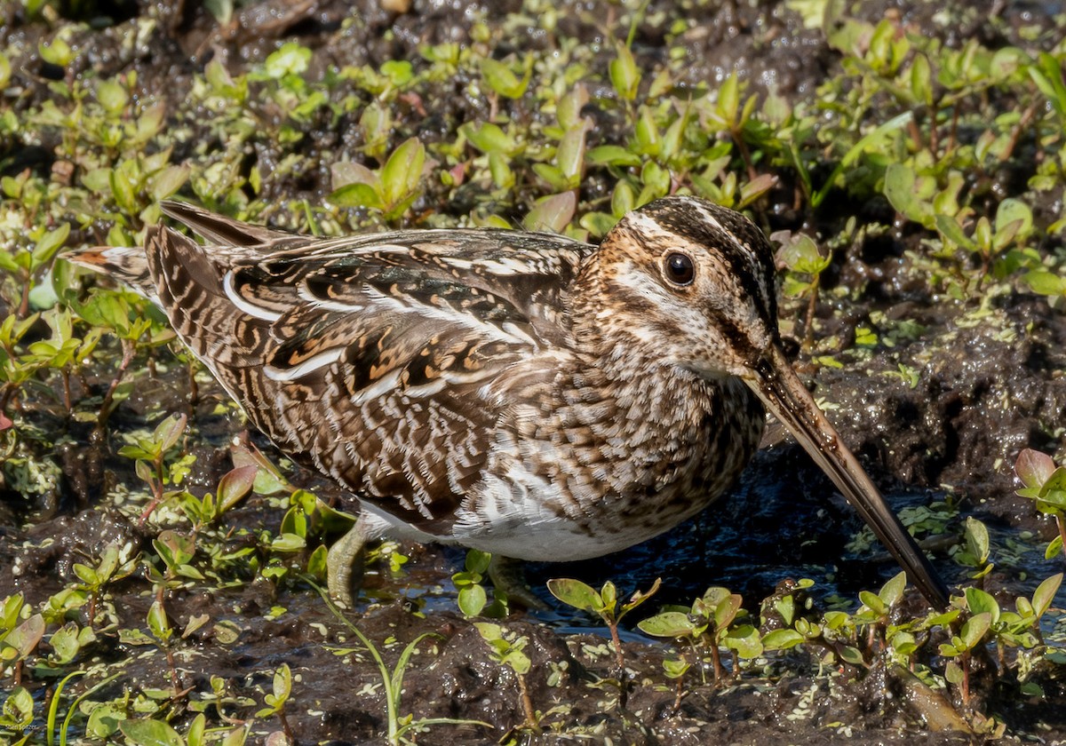 Wilson istingorra - ML646857697