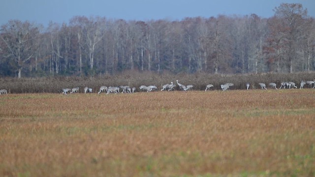 Sandhill Crane - ML646857699