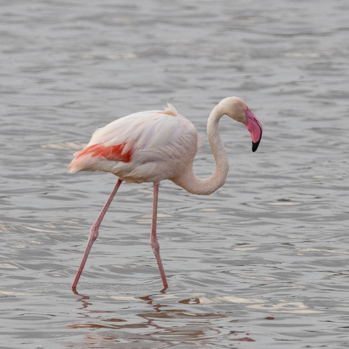 Greater Flamingo - ML646857701