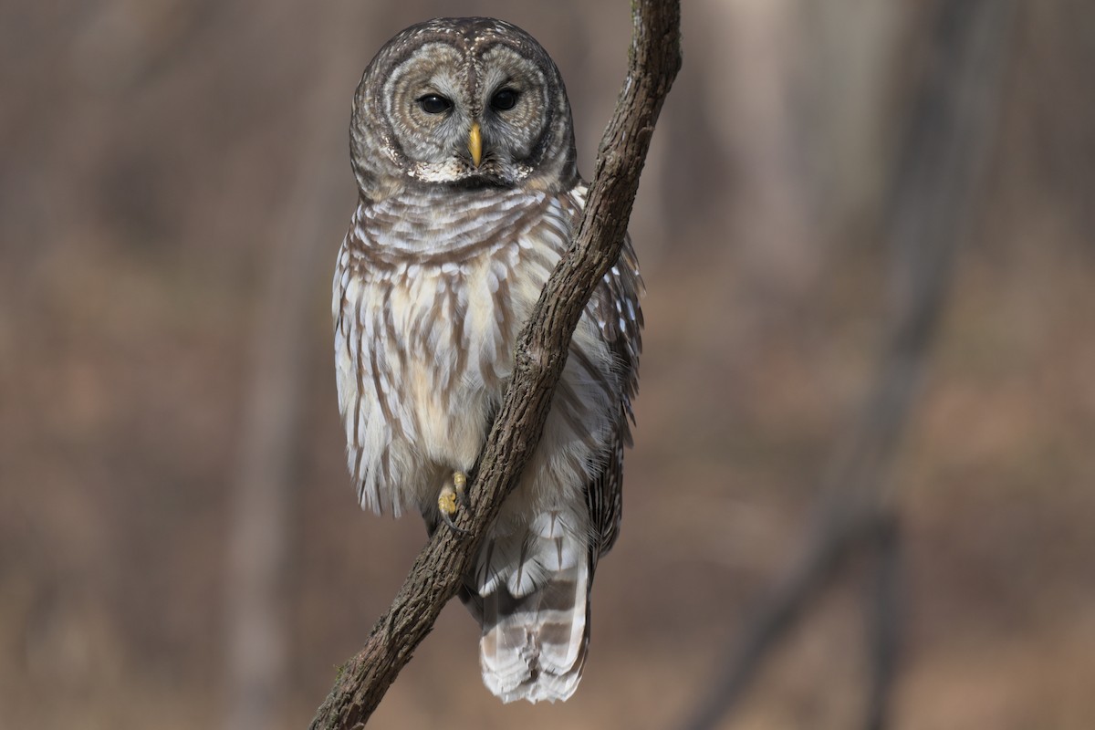 Barred Owl - ML646857702