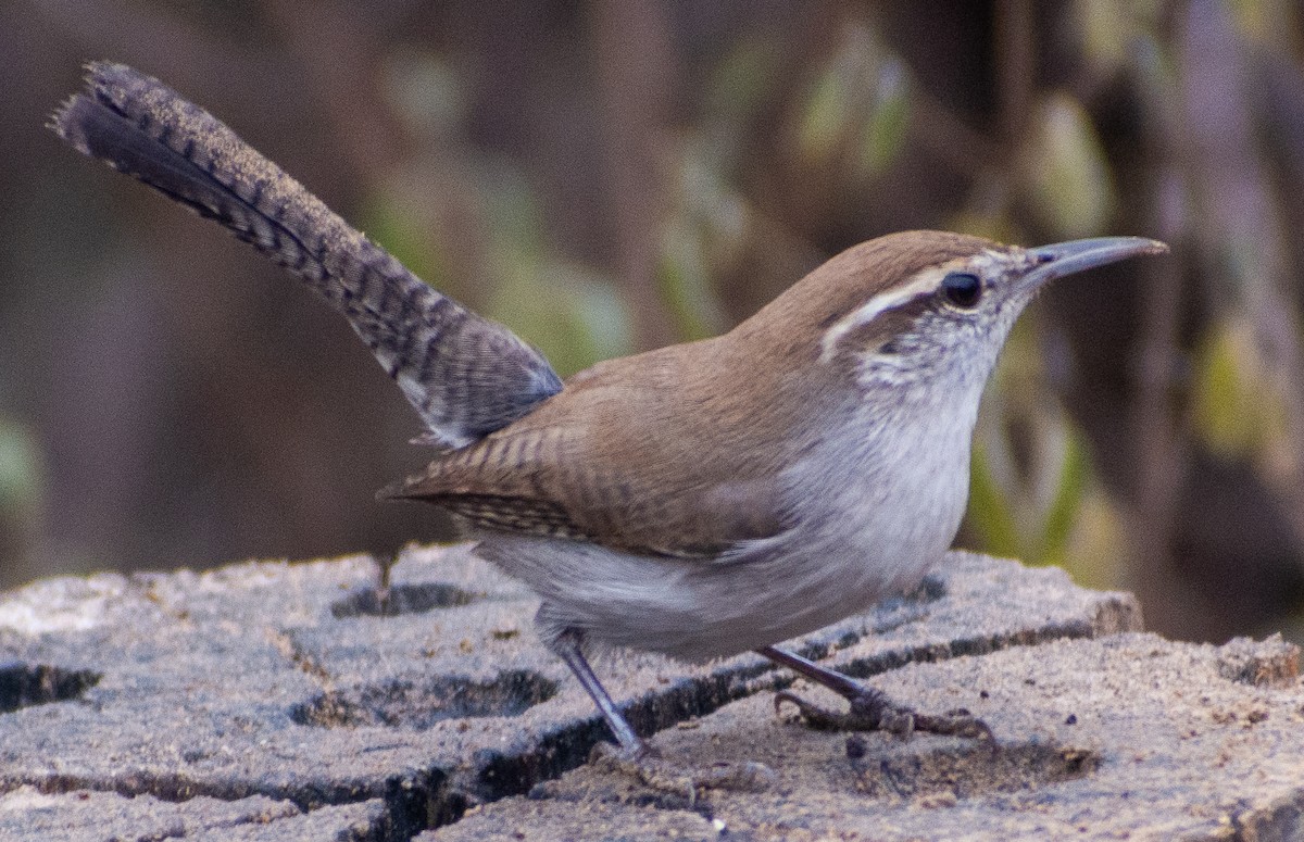Bewick's Wren - ML646857703
