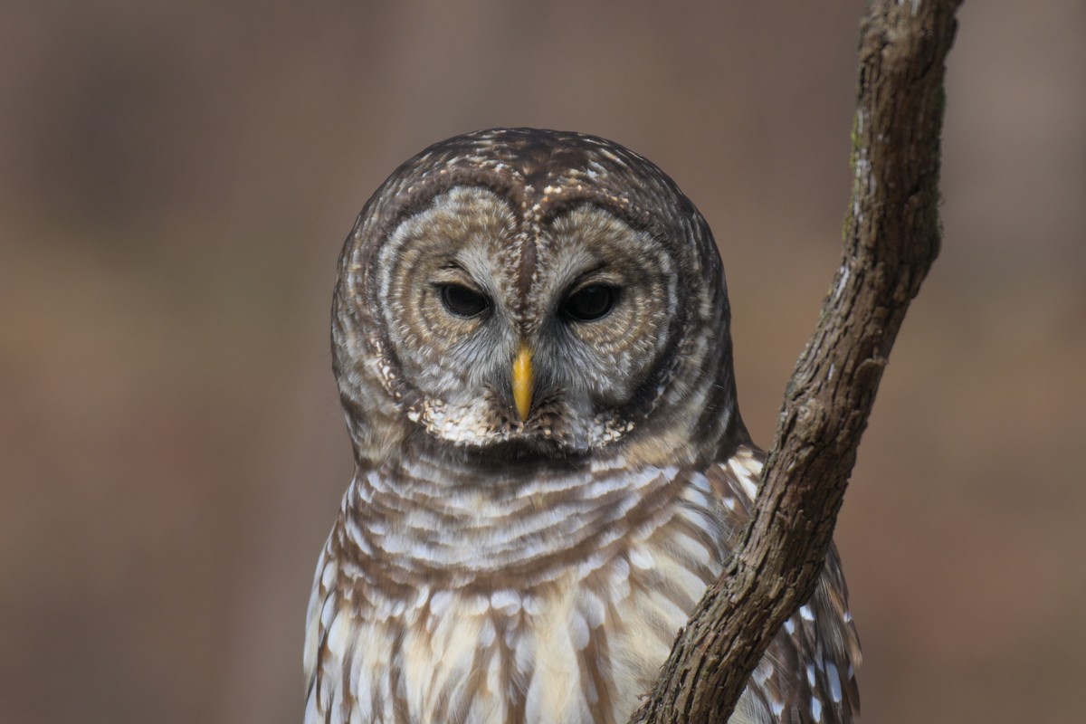 Barred Owl - ML646857705