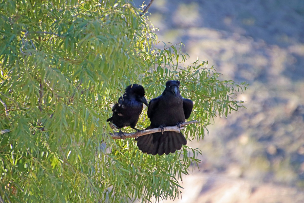 Common Raven - ML646857706
