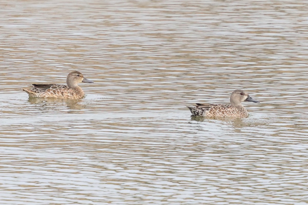 Чирянка блакитнокрила - ML646857707