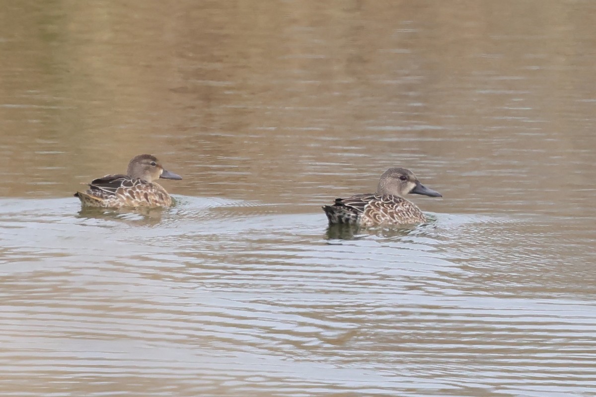 Чирянка блакитнокрила - ML646857708