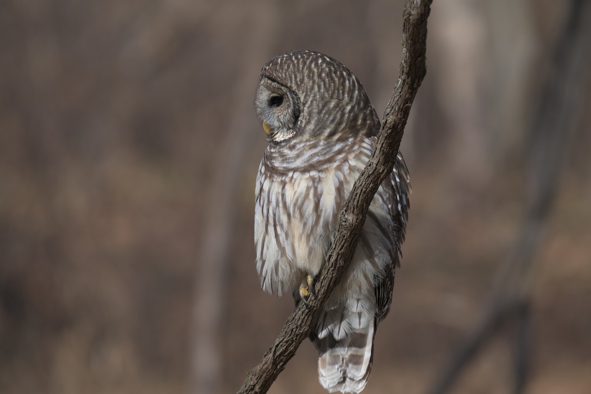 Barred Owl - ML646857721