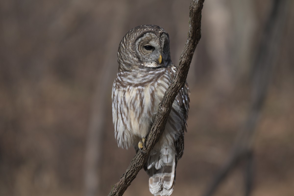 Barred Owl - ML646857722