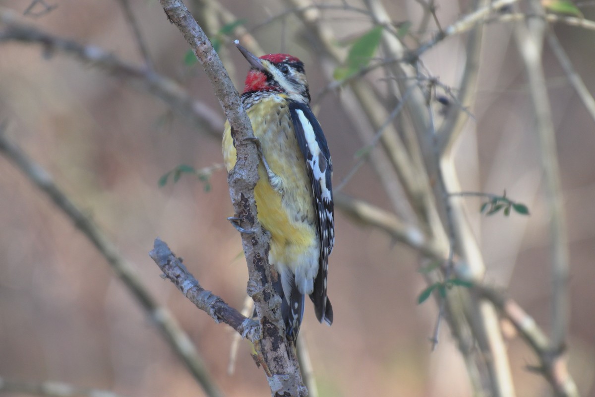 Yellow-bellied Sapsucker - ML646857727