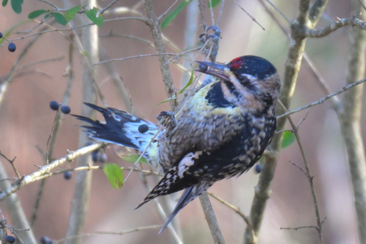 Yellow-bellied Sapsucker - ML646857729