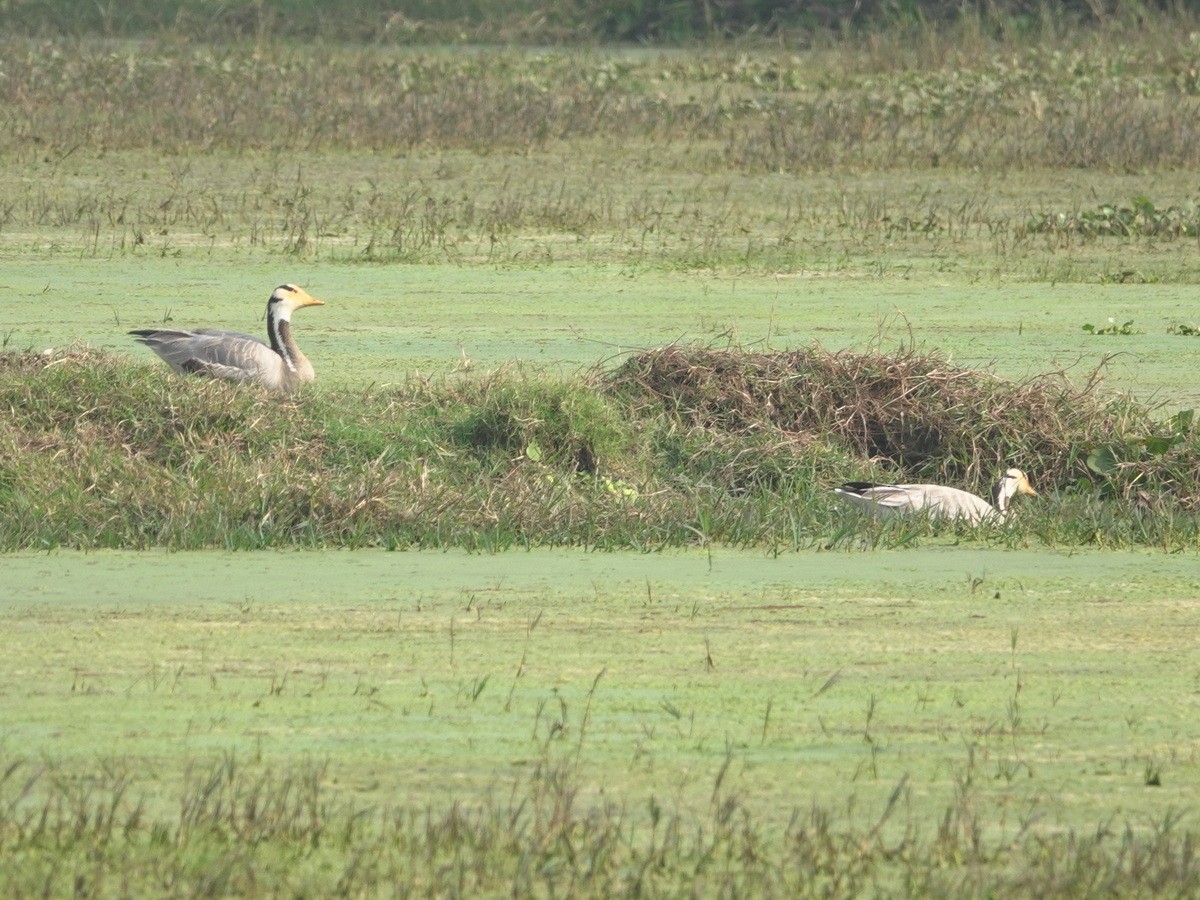 Гуска гірська - ML646857731