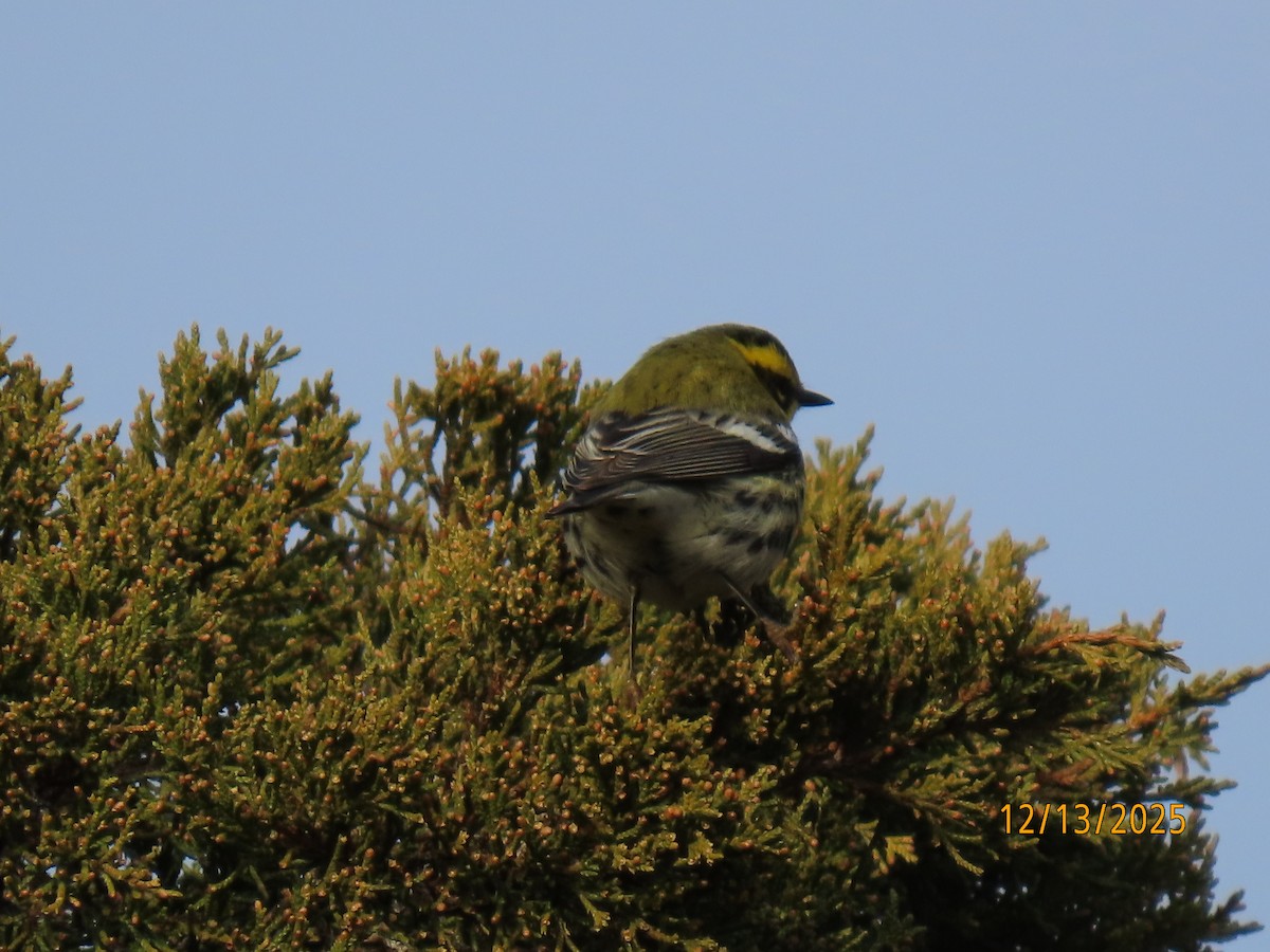 Townsend's Warbler - ML646857732