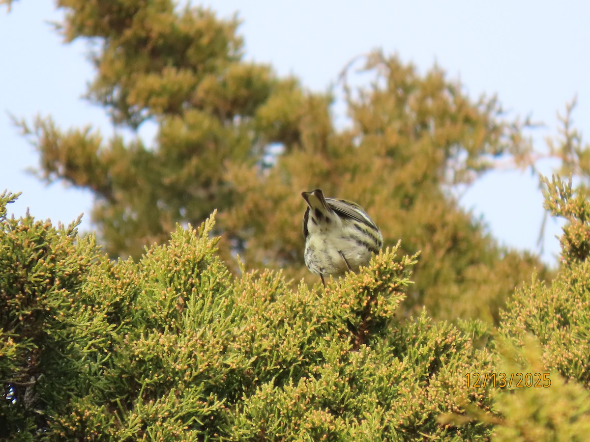 Townsend's Warbler - ML646857733