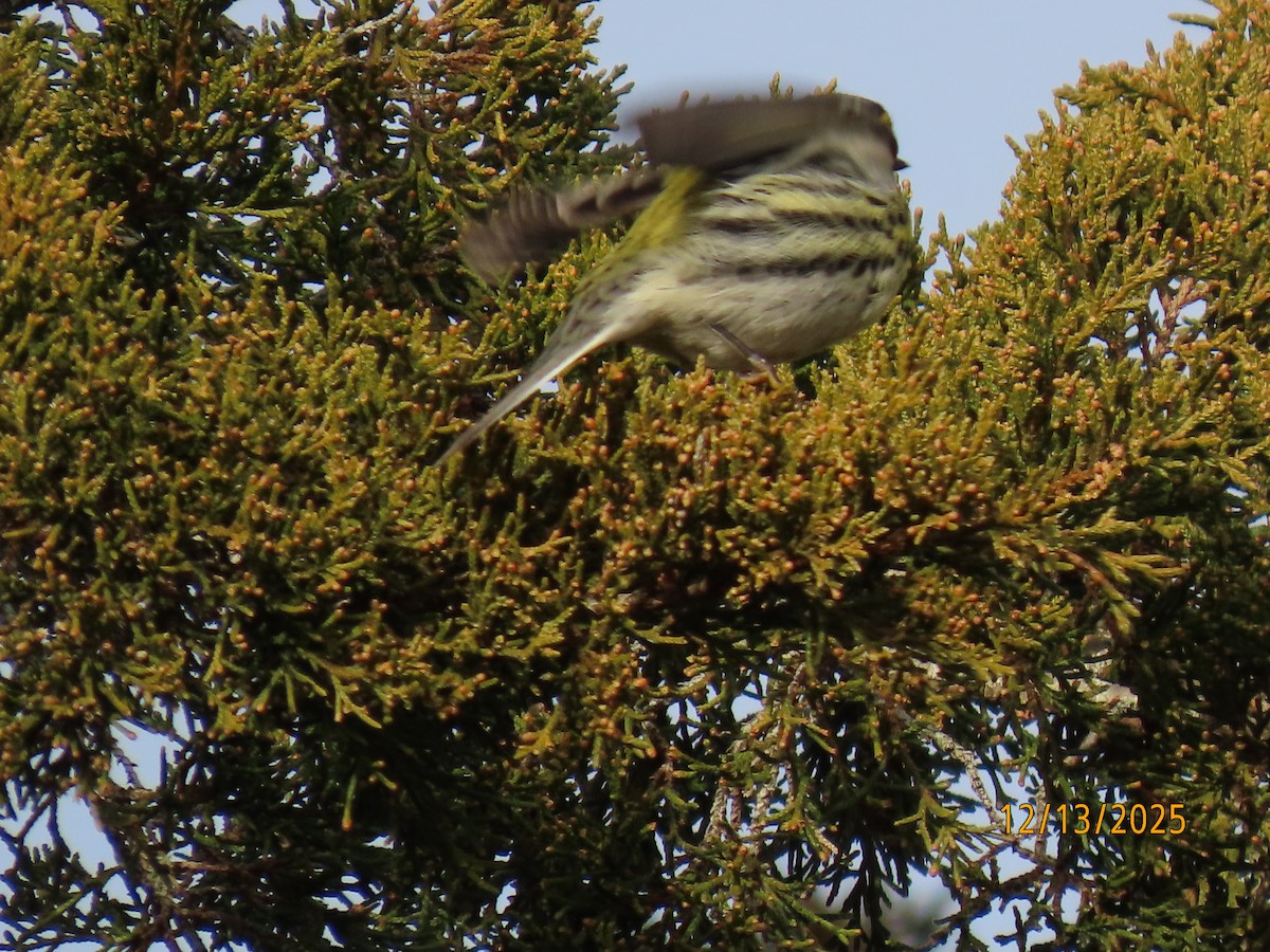 Townsend's Warbler - ML646857734