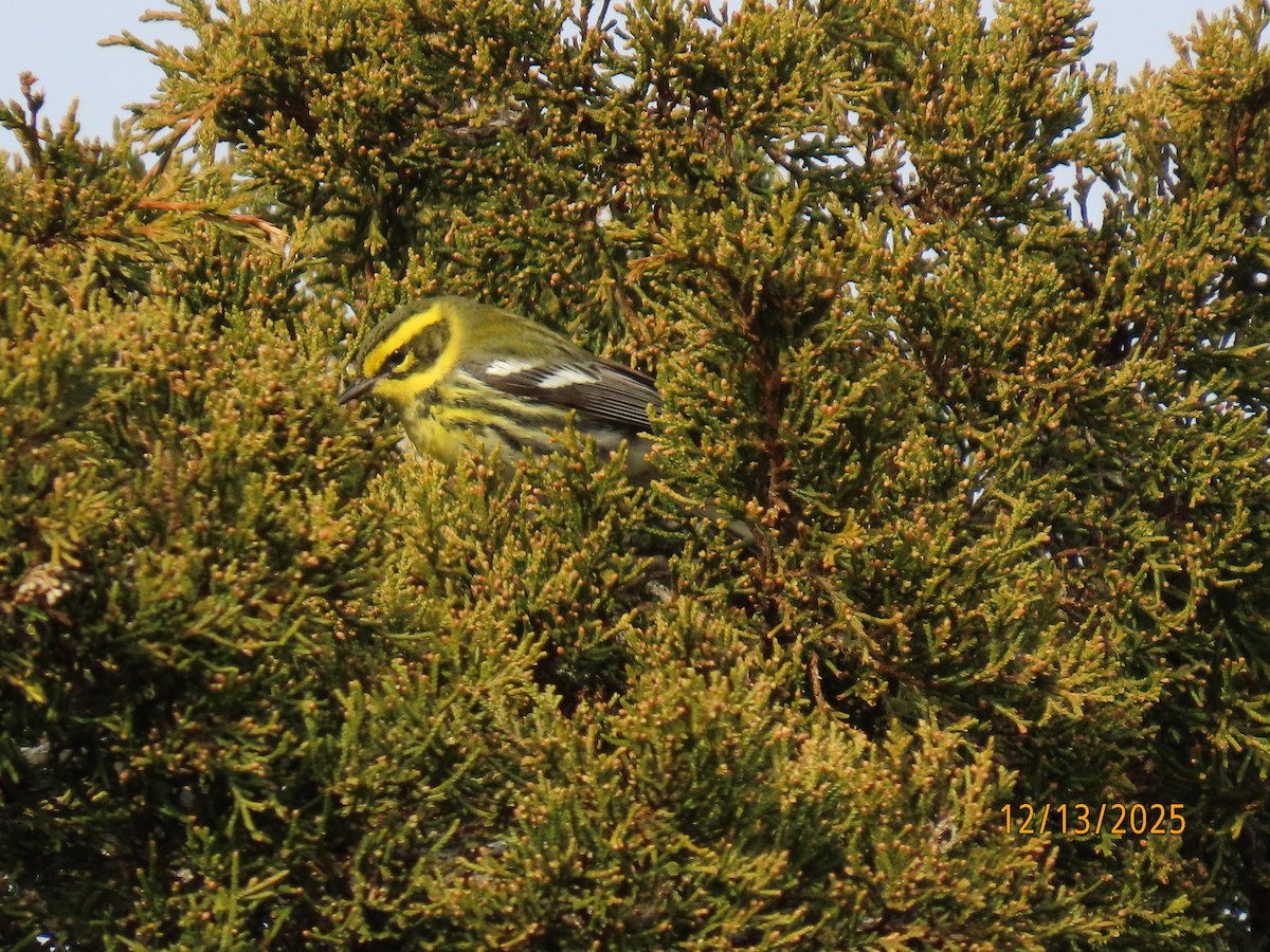 Townsend's Warbler - ML646857735