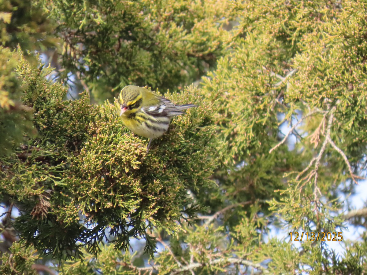 Townsend's Warbler - ML646857736
