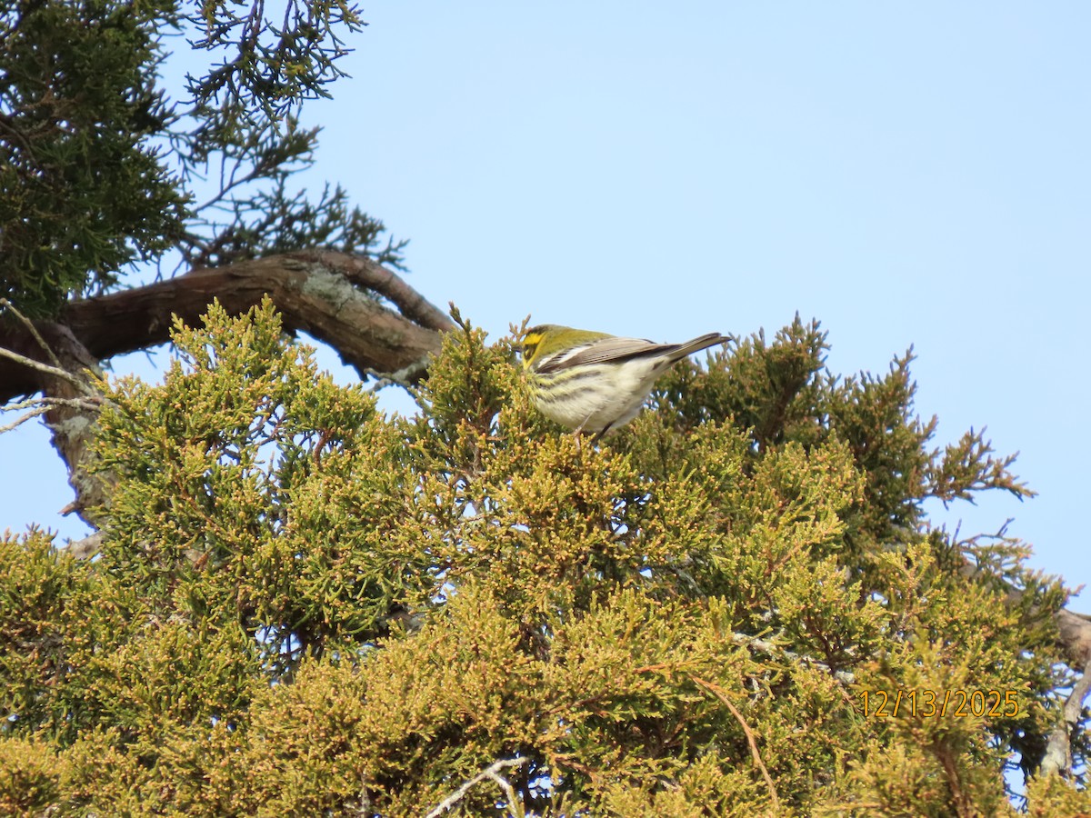 Townsend's Warbler - ML646857737