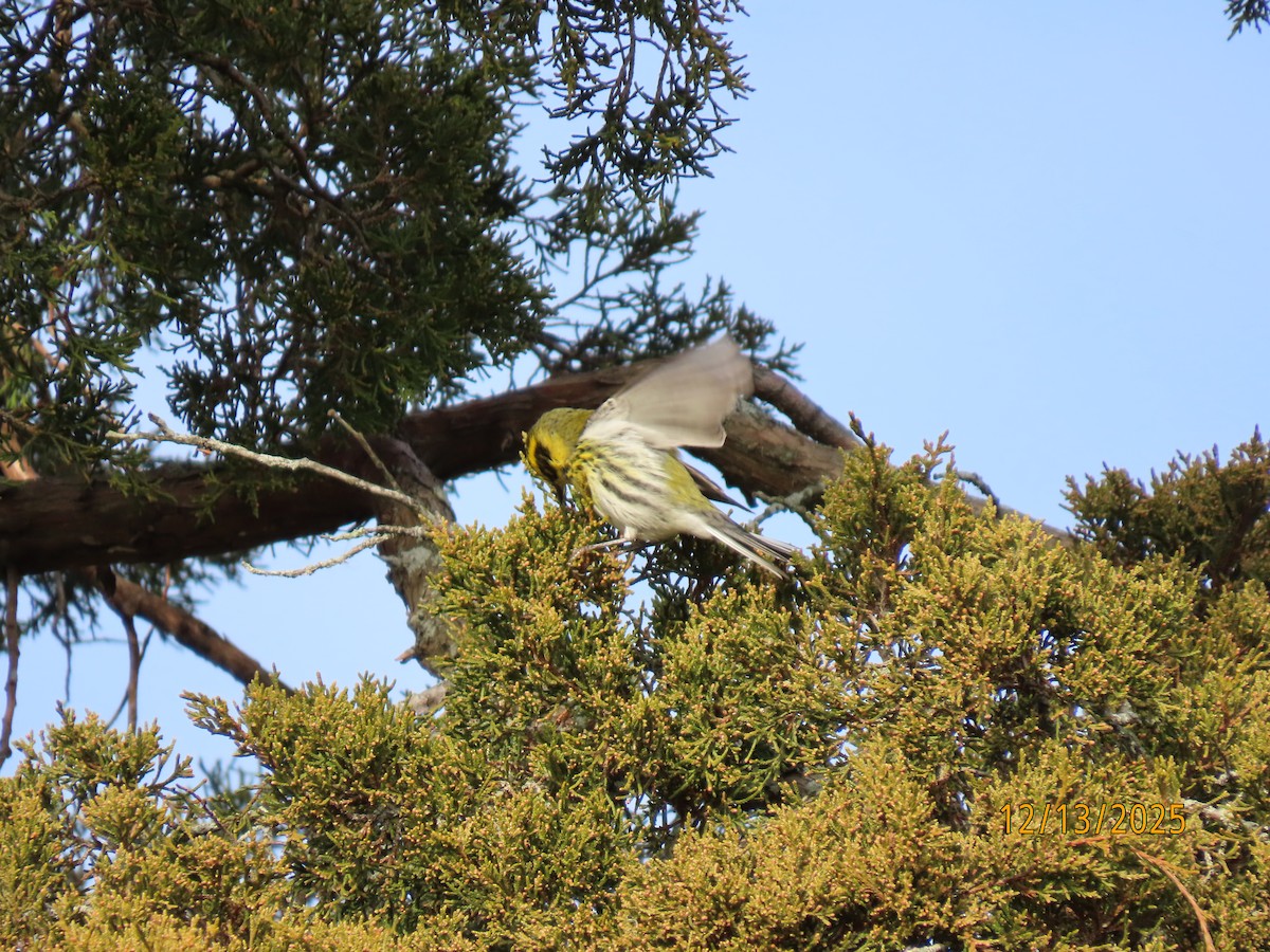 Townsend's Warbler - ML646857738