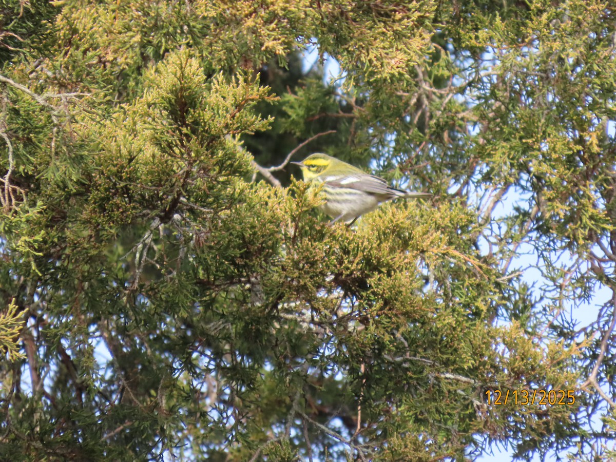Townsend's Warbler - ML646857739