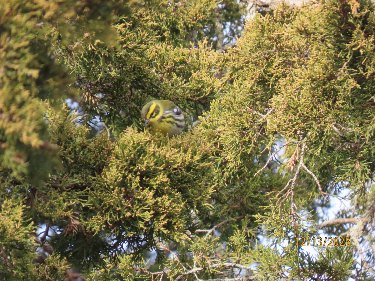 Townsend's Warbler - ML646857740