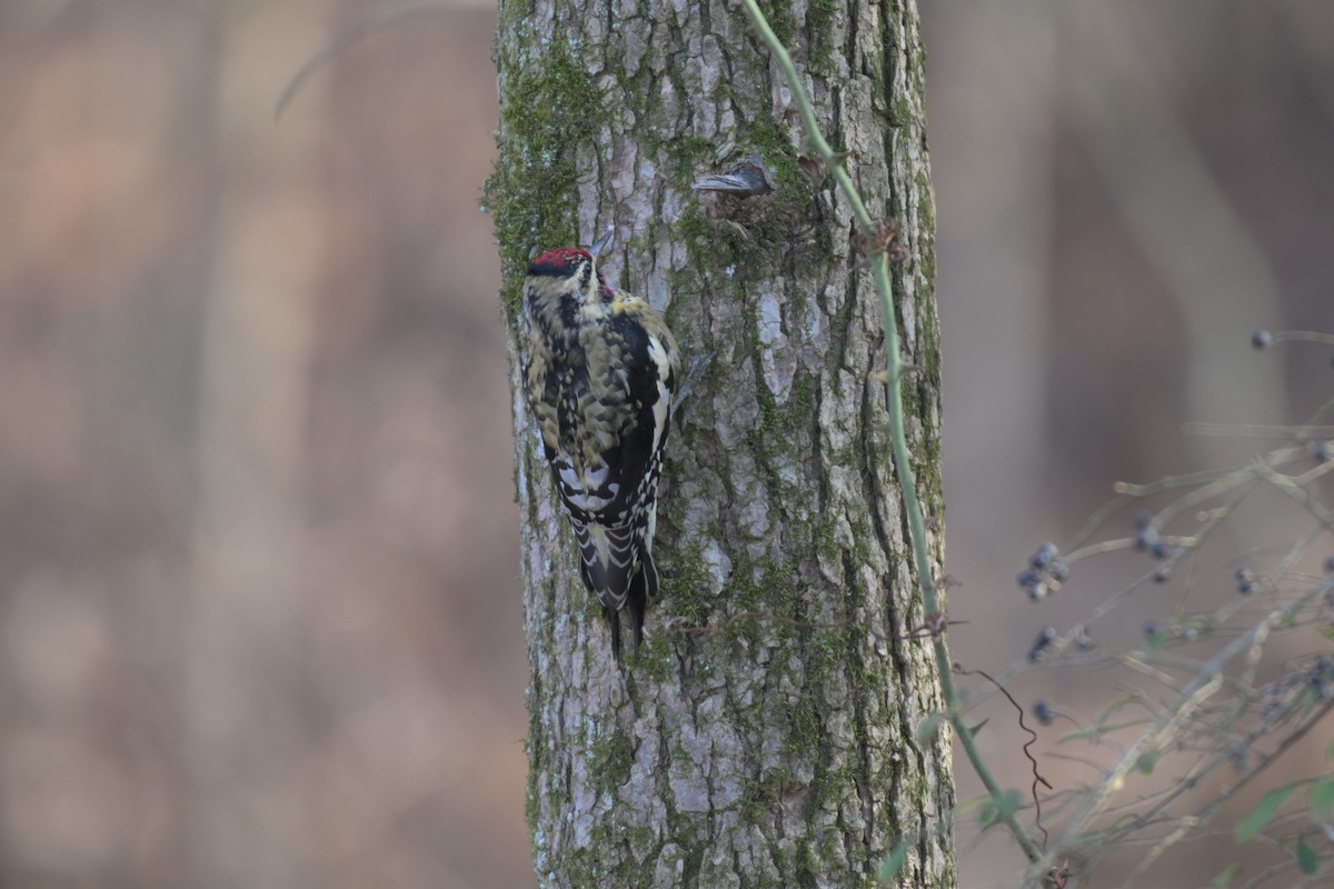 Yellow-bellied Sapsucker - ML646857741