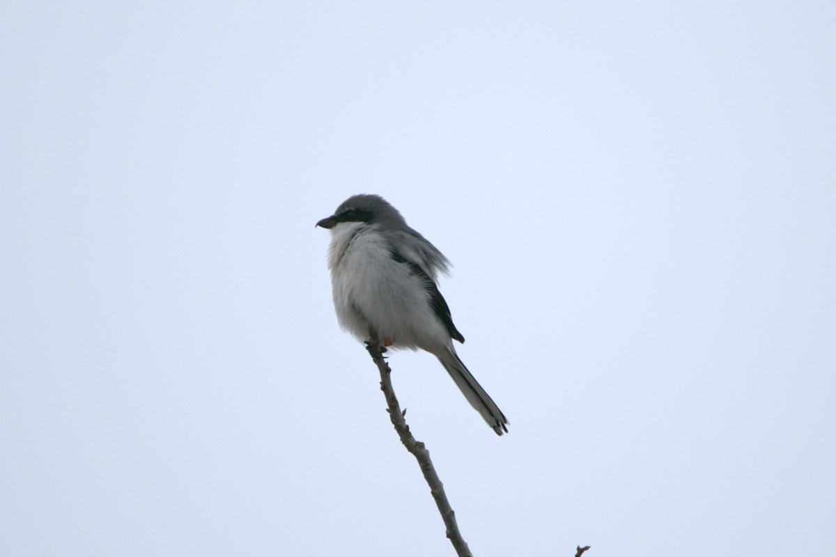 Loggerhead Shrike - ML646857743