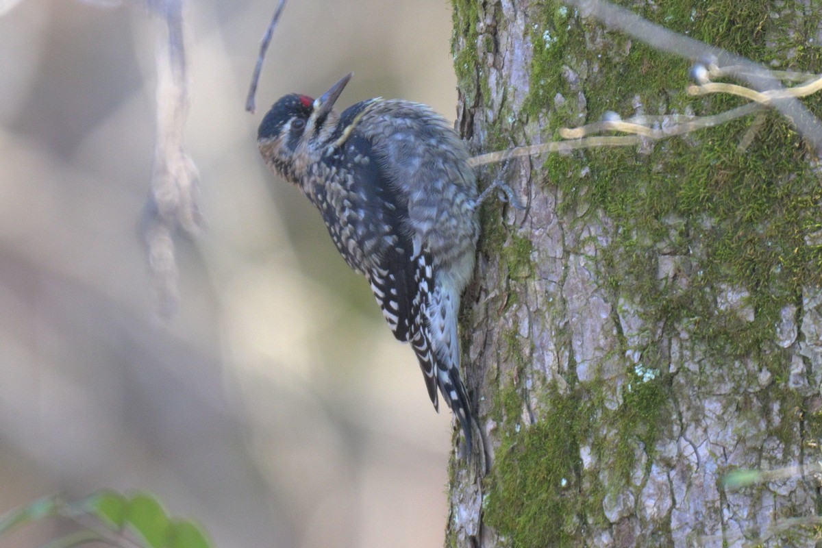 Yellow-bellied Sapsucker - ML646857744