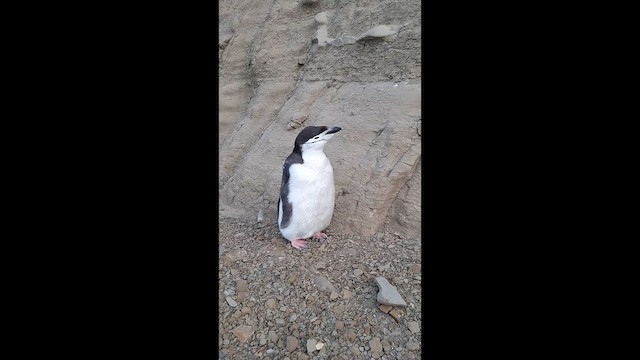 Chinstrap Penguin - ML646857745