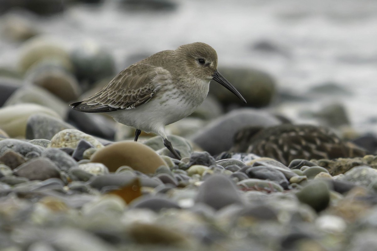 Чернозобик - ML646857746