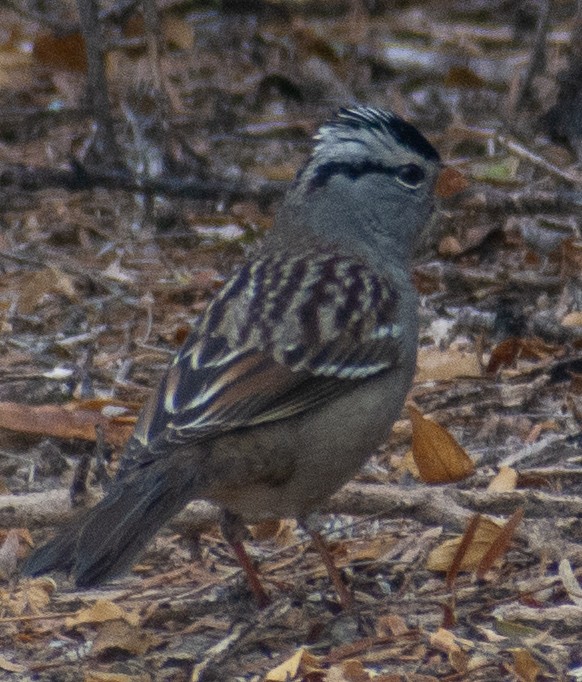 Dachsammer - ML646857747