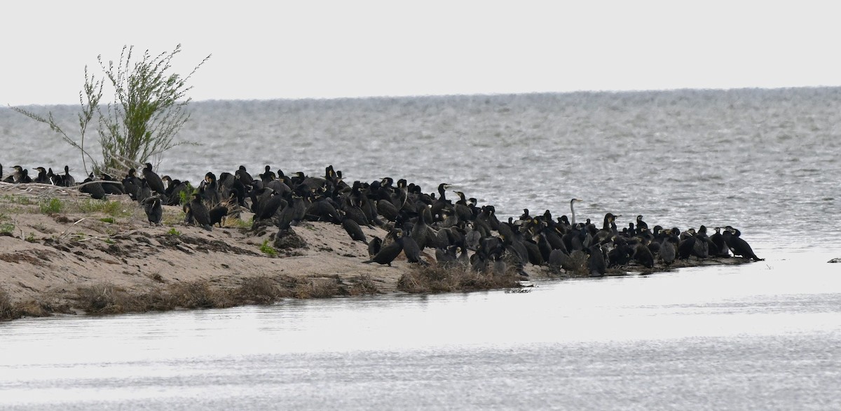 Ubarroi handia - ML646857748