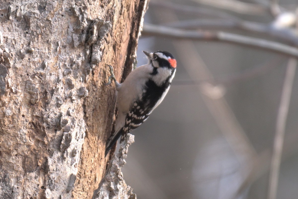 Downy Woodpecker - ML646857749