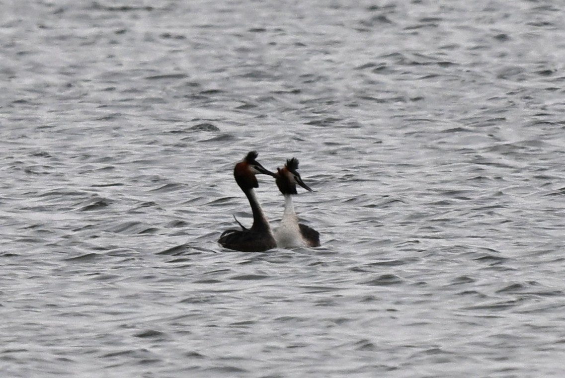 Murgil mottoduna - ML646857750