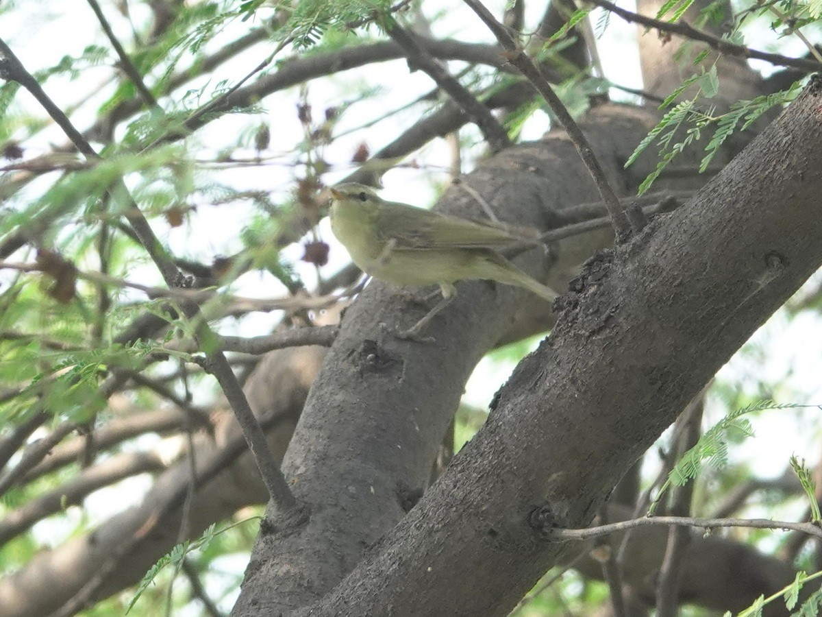 budníček zelený - ML646857751