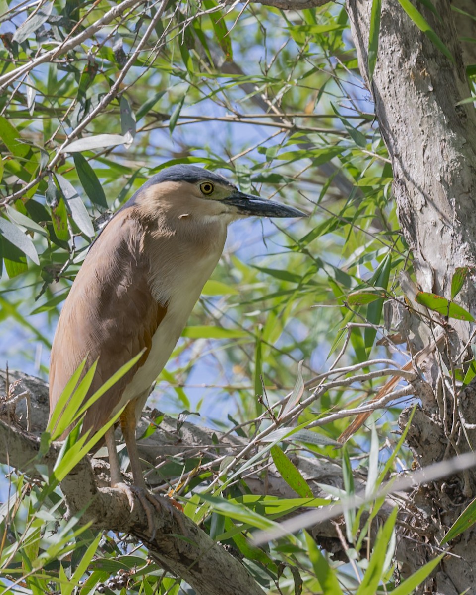 Nankeen Night Heron - ML646857754