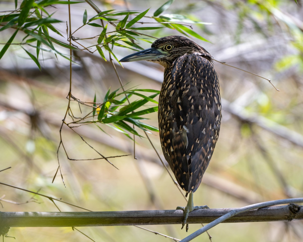 Nankeen Night Heron - ML646857755